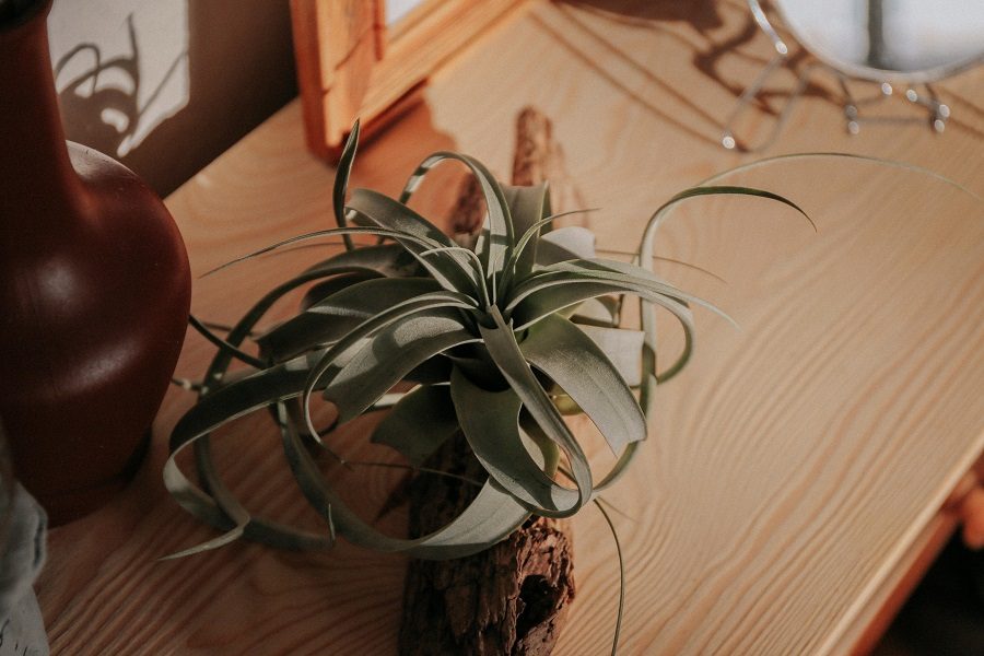 A Tillandsia