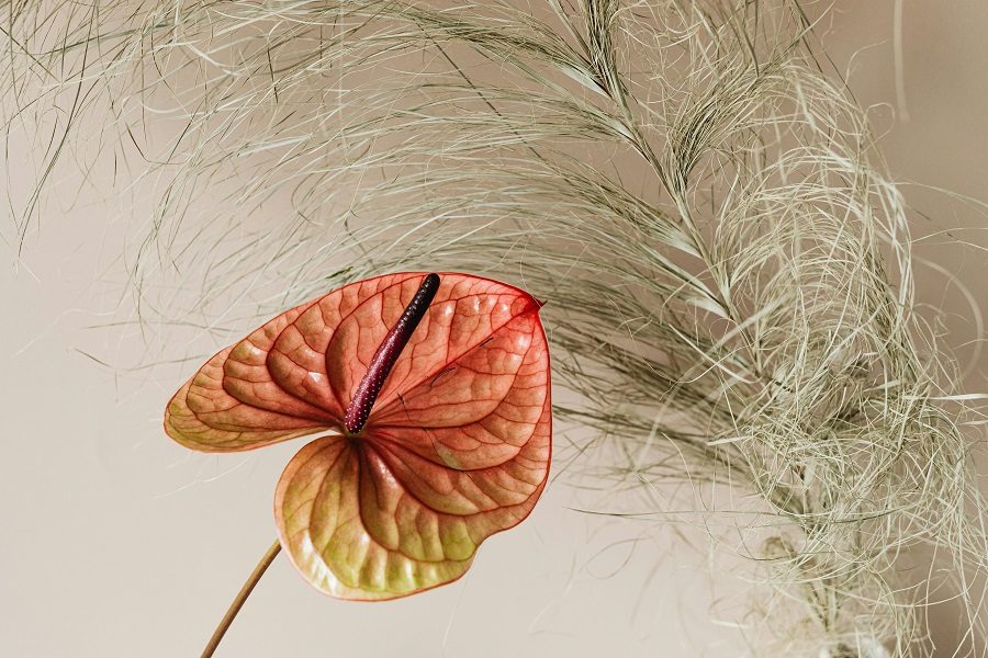 Anthurium