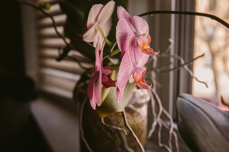 cuidar de orquídeas