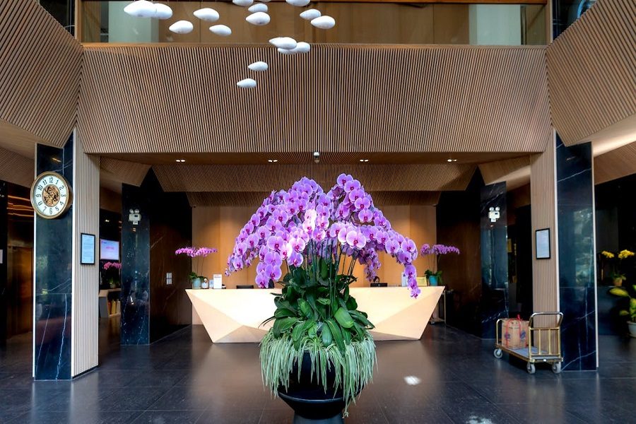 cuidar de orquídeas