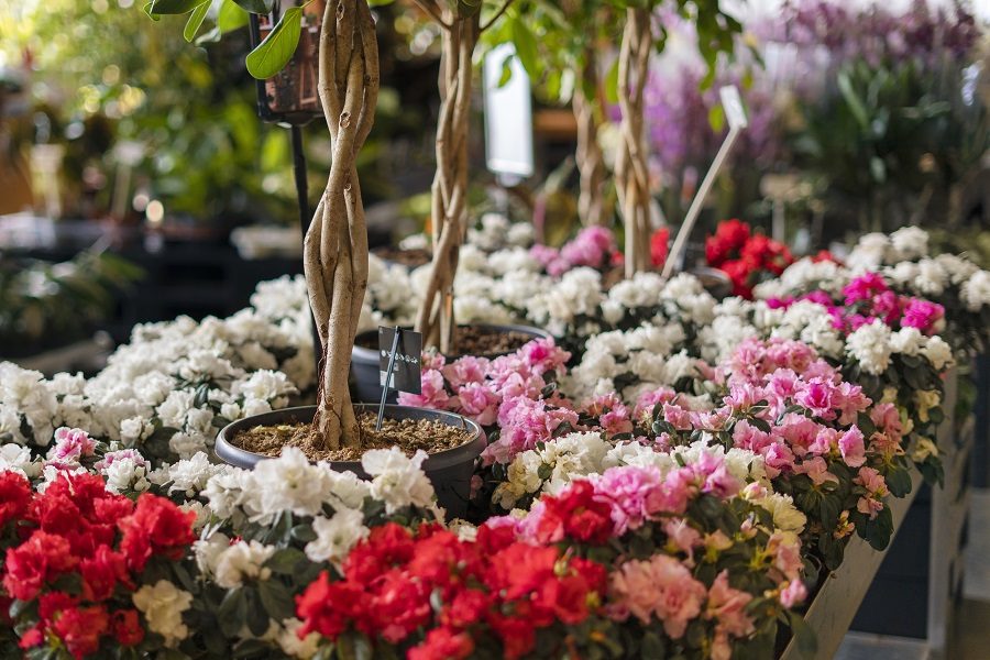 flores de inverno