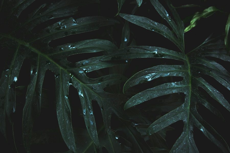 Monstera