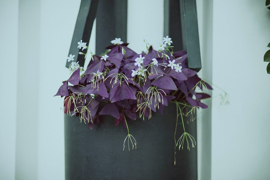 Oxalis Triangularis