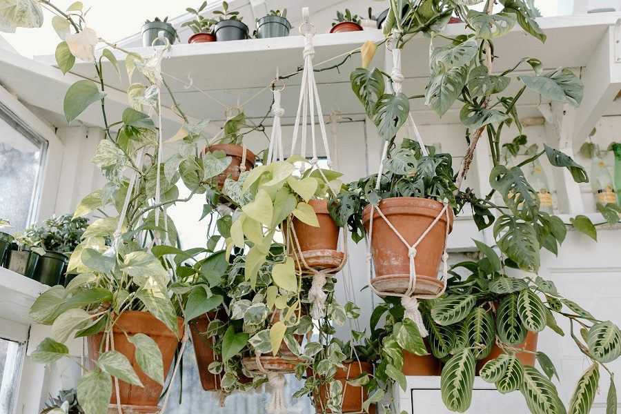 plantas de interior resistentes