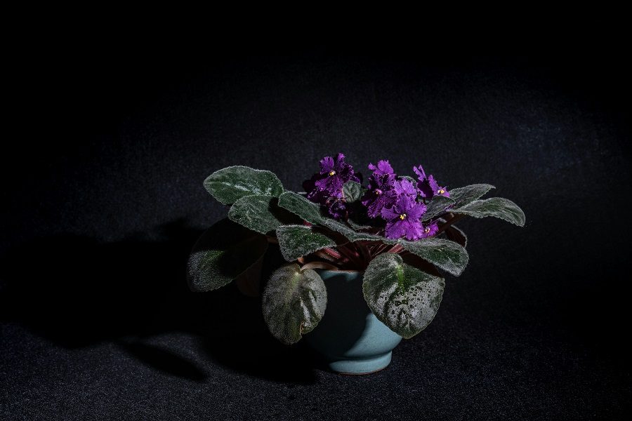 Violeta africana