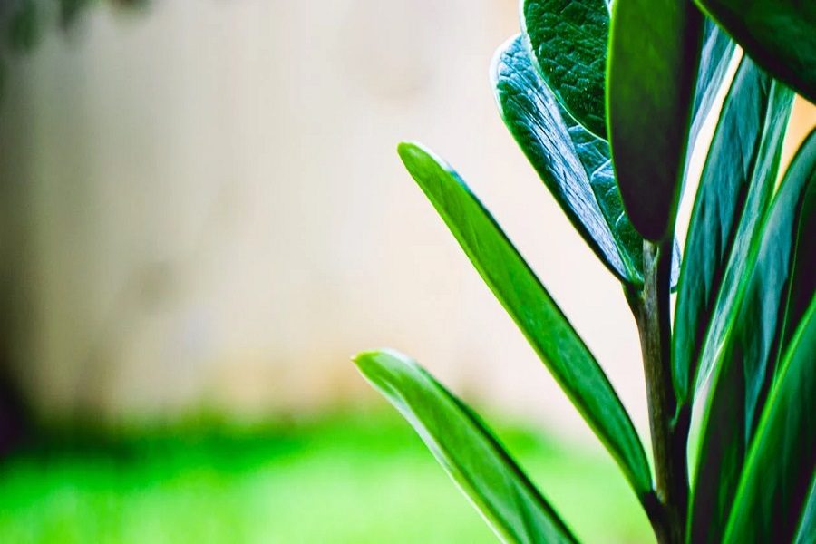 Zamioculcas
