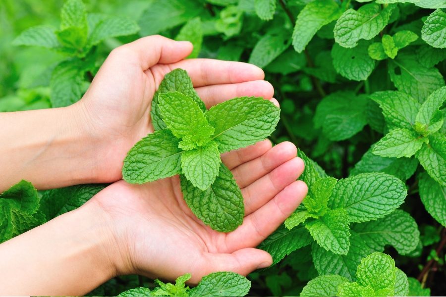 como afastar abelhas plantas