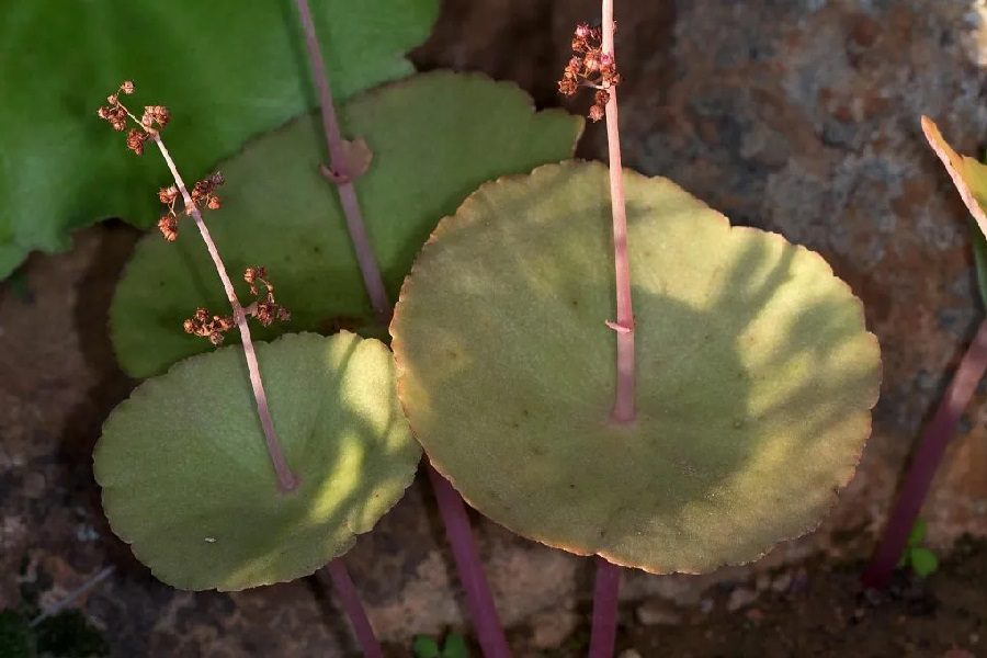 Crassula Umbella