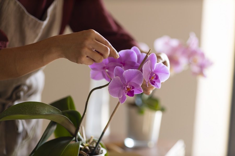 cuidar de orquideas