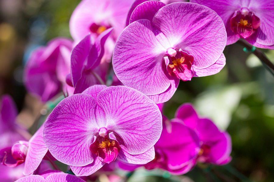 cuidar de orquideas