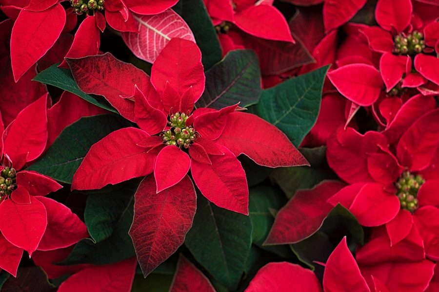 Estrela do natal