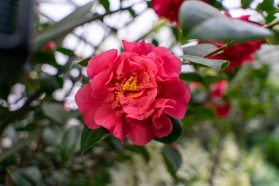 flores de inverno camélias