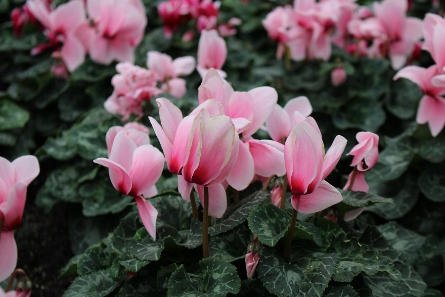 flores de inverno ciclamen