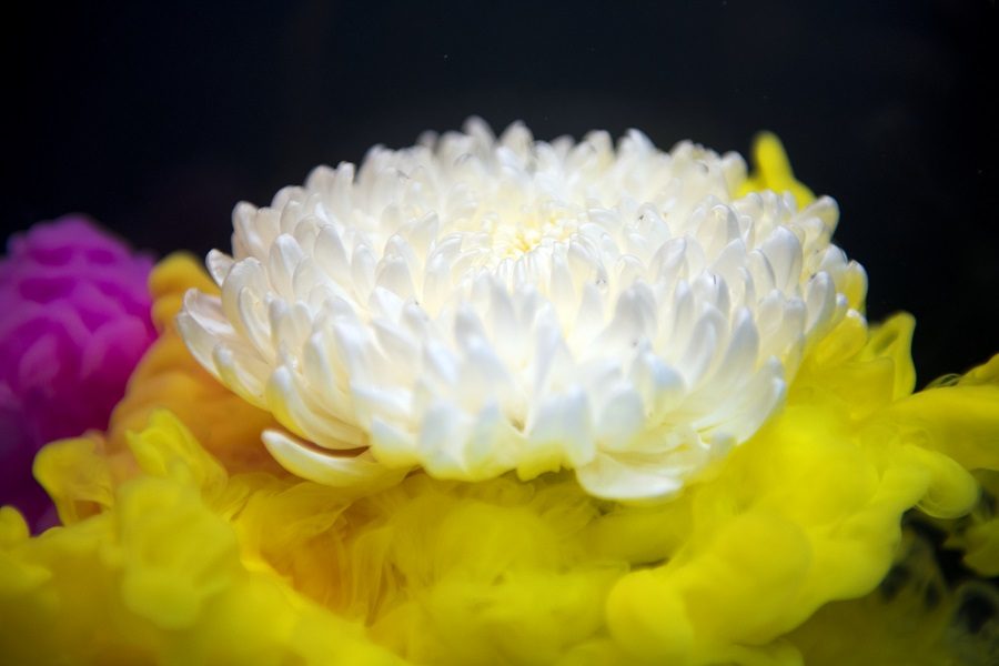 flores de inverno crisântemo