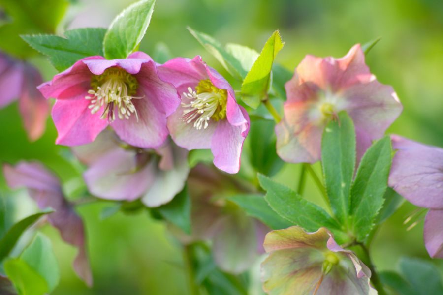 flores de inverno rosas de natal