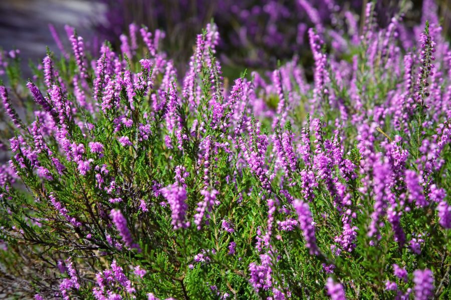 flores de inverno urze