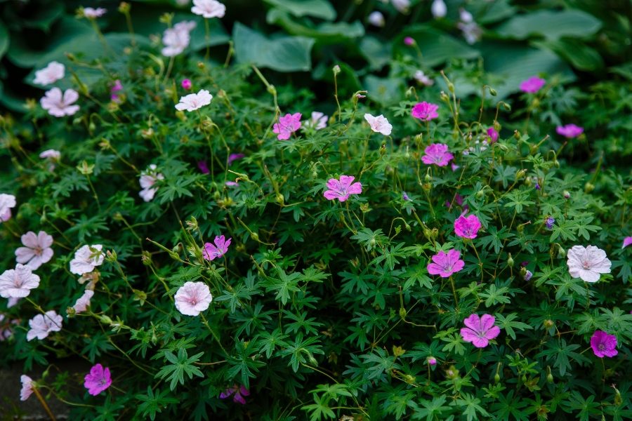 flores de primavera emblemáticas