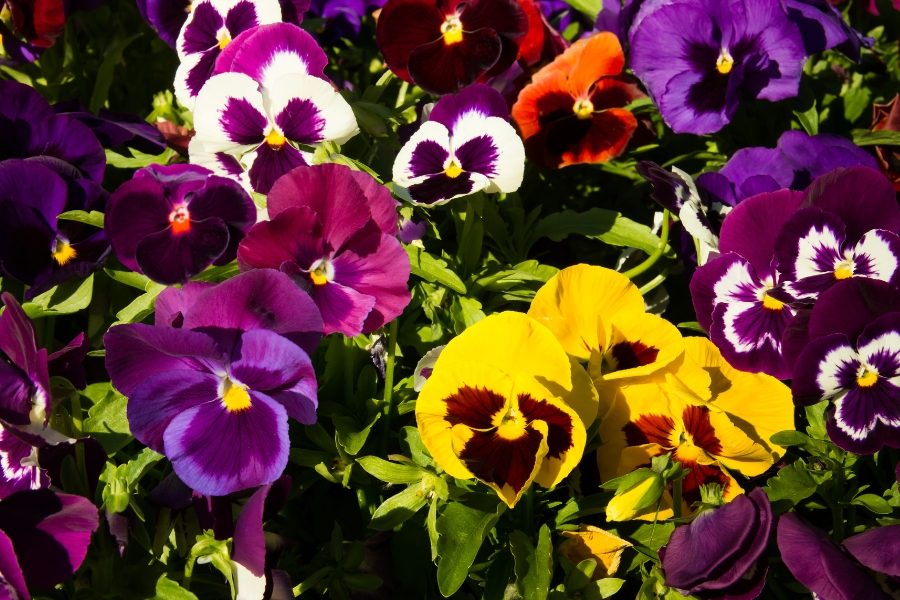 flores de primavera observação