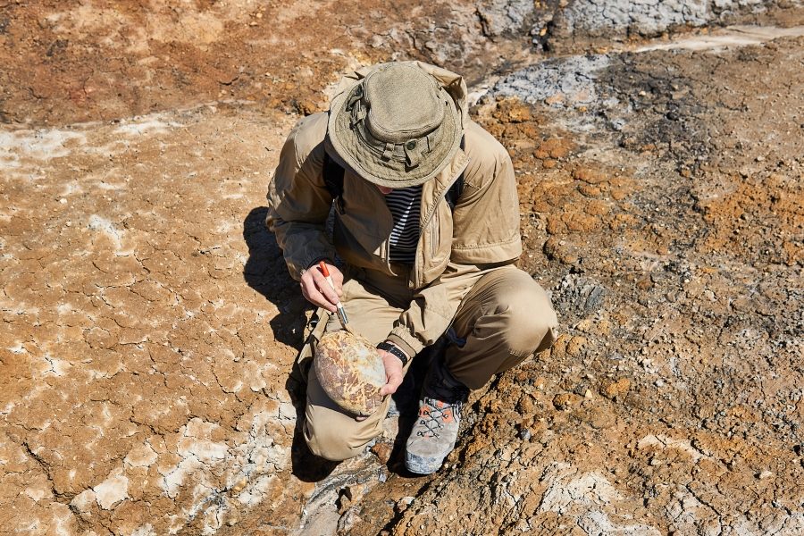 fósseis de dinossauros desafio