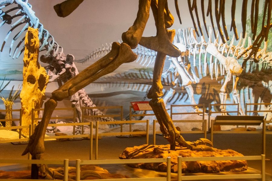 fósseis de dinossauros regiões
