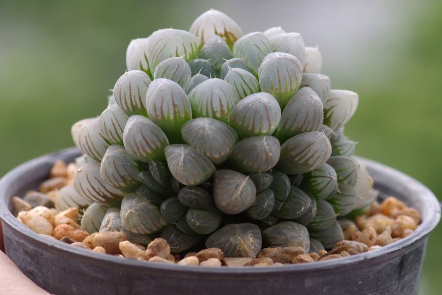 Haworthia cooperi ou suculenta de vidro