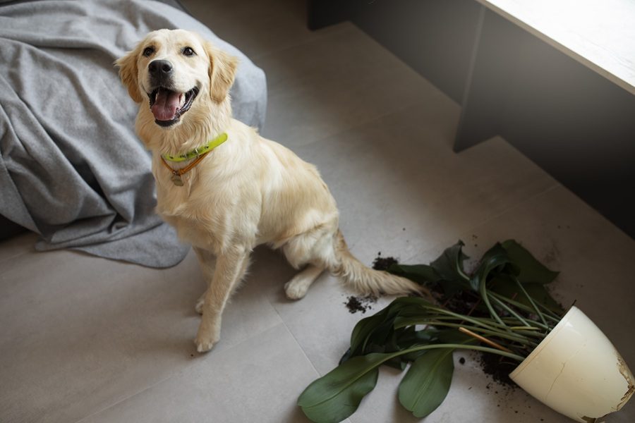 legislação sobre ruido de animais