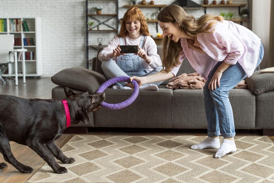 lei sobre barulho de cães