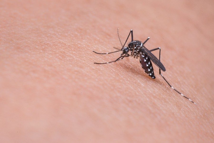 Mosquito em casa
