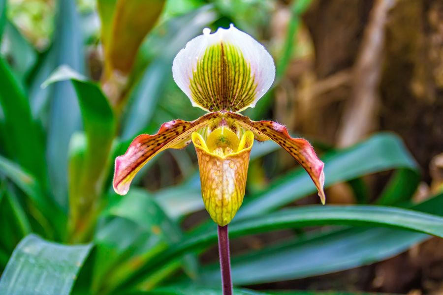 Orquídea Sapatinho