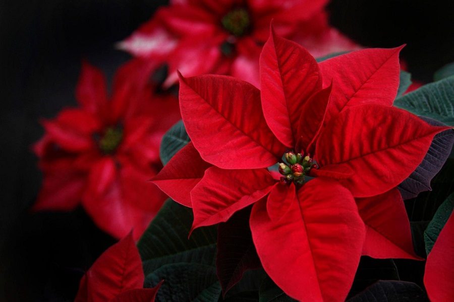 Planta estrela de natal