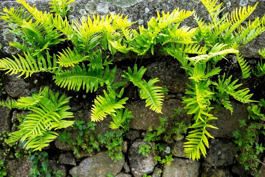plantas da sorte