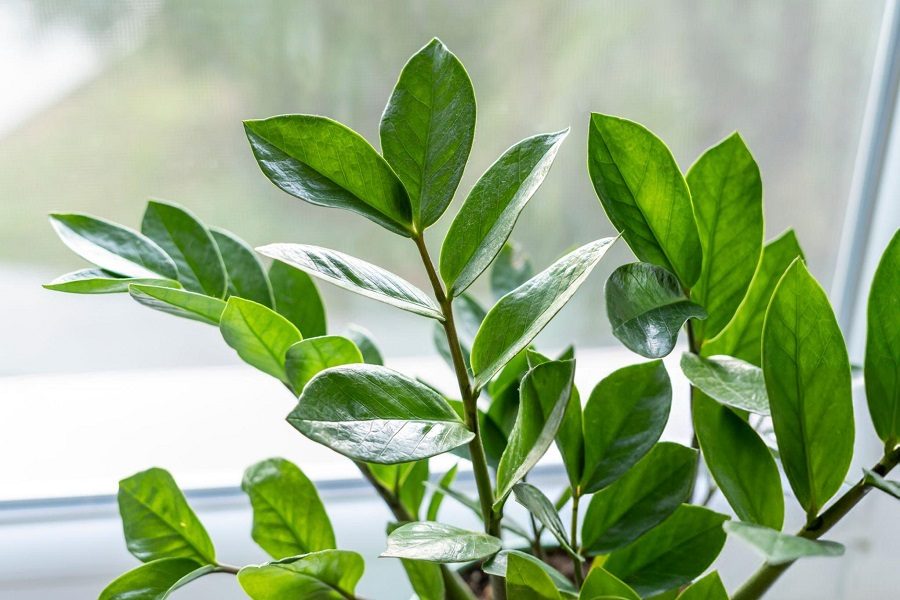 plantas da sorte