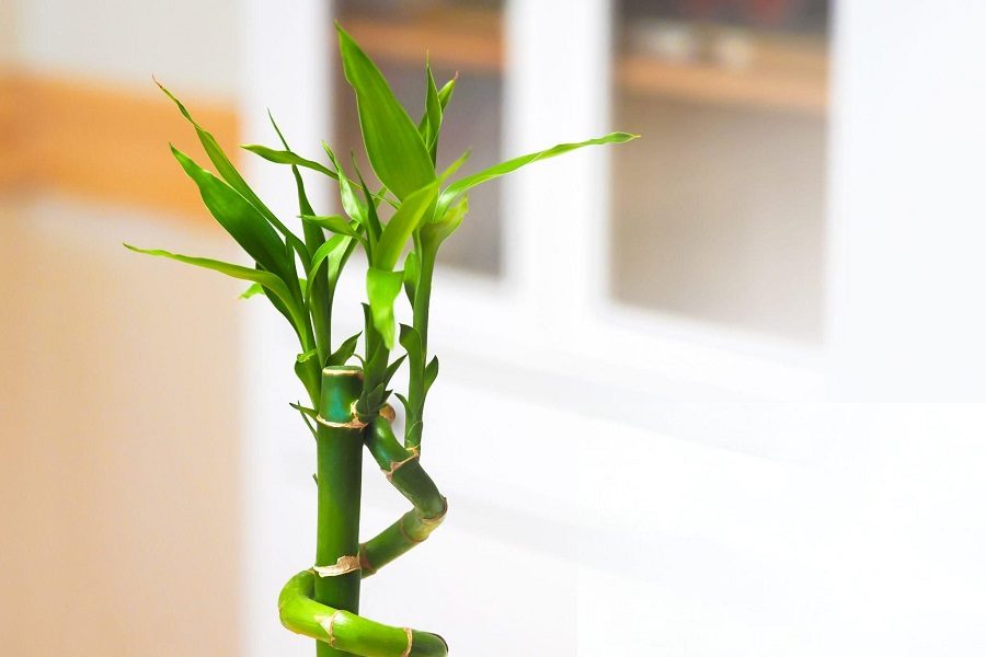 plantas da sorte