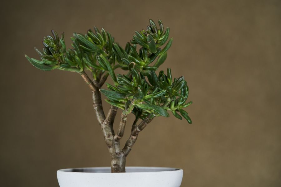plantas exóticas