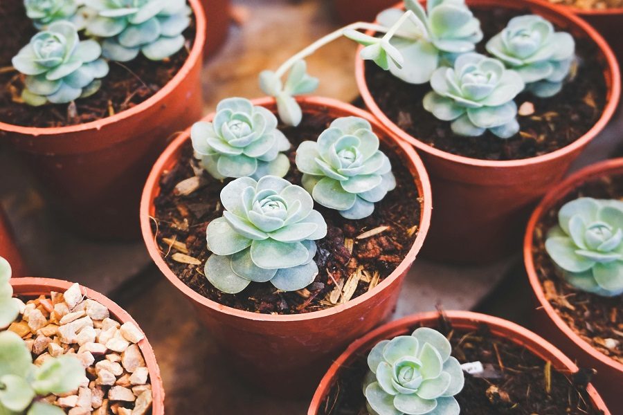 plantas suculentas