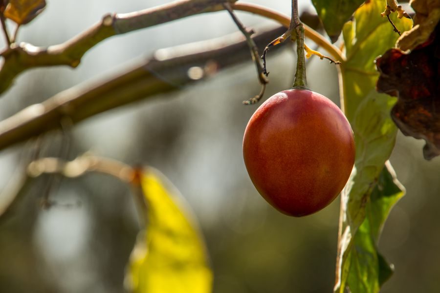 Tamarilho
