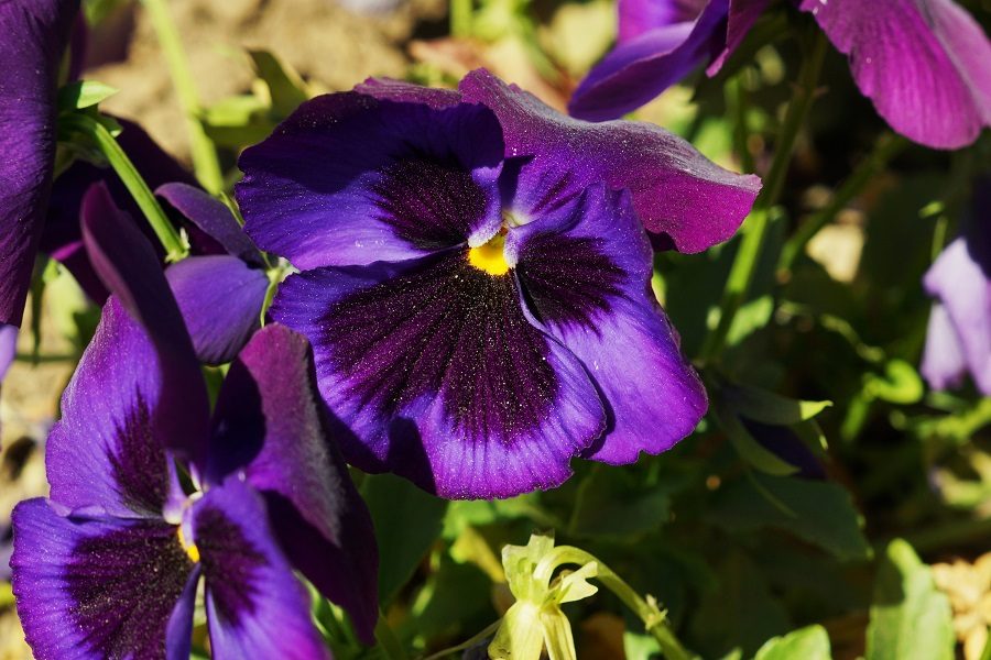 Tipos de flores