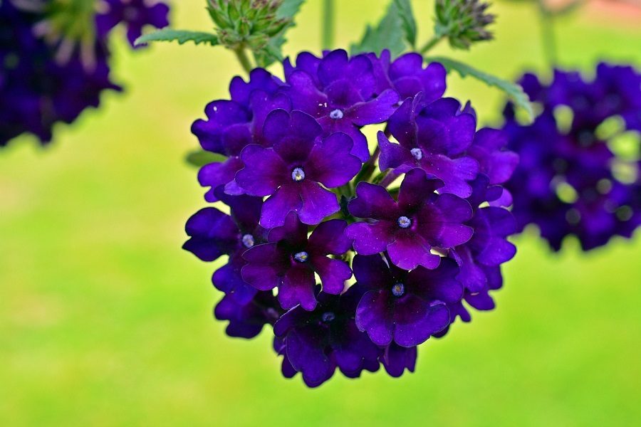 Tipos de flores