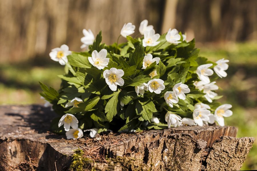 Tipos de flores