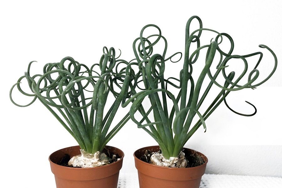 Trachyandra