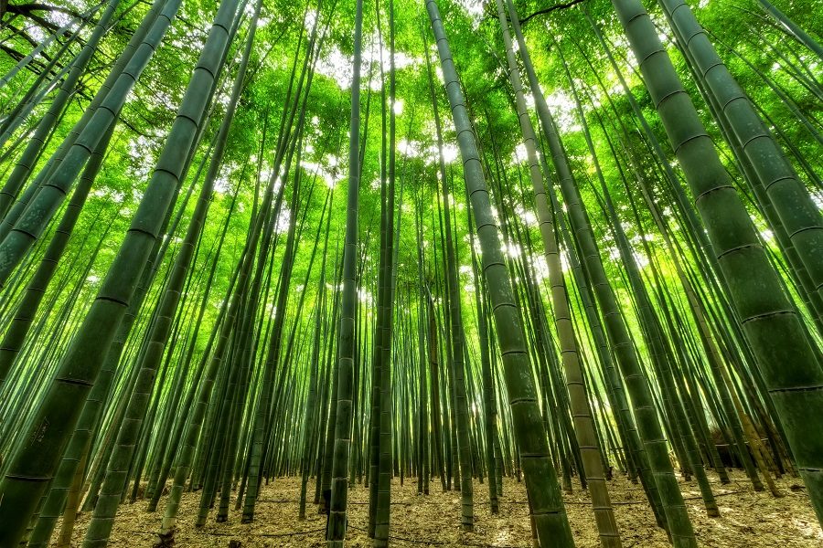bambu