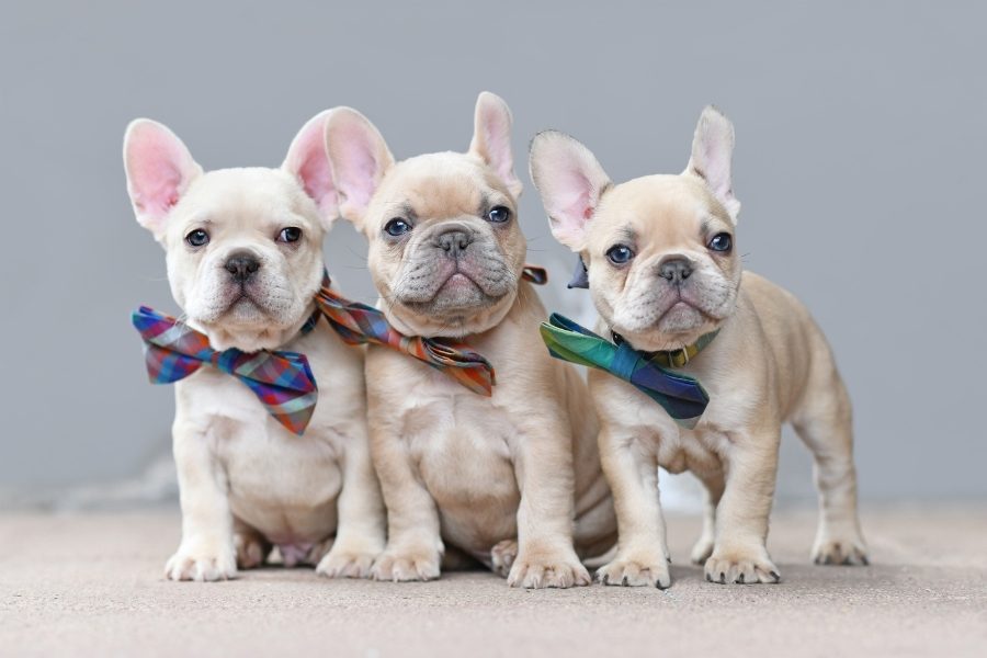 cães para apartamento bulldog francês