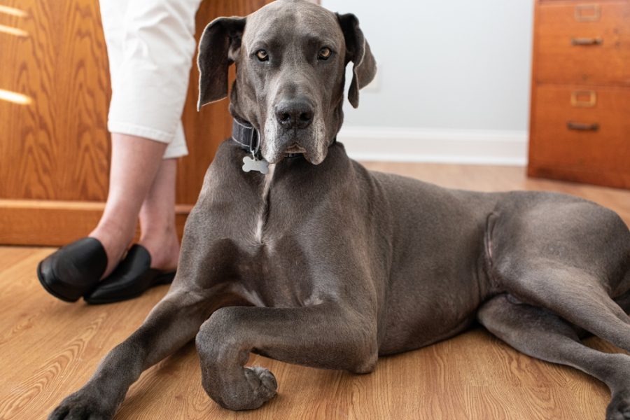 cães para apartamento dogue alemão