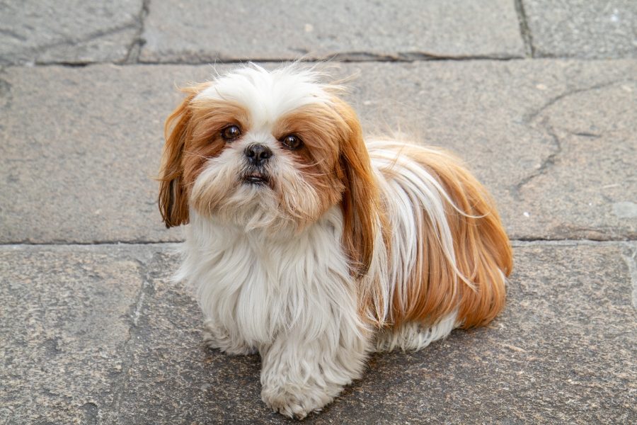 cães para apartamento shih tzu