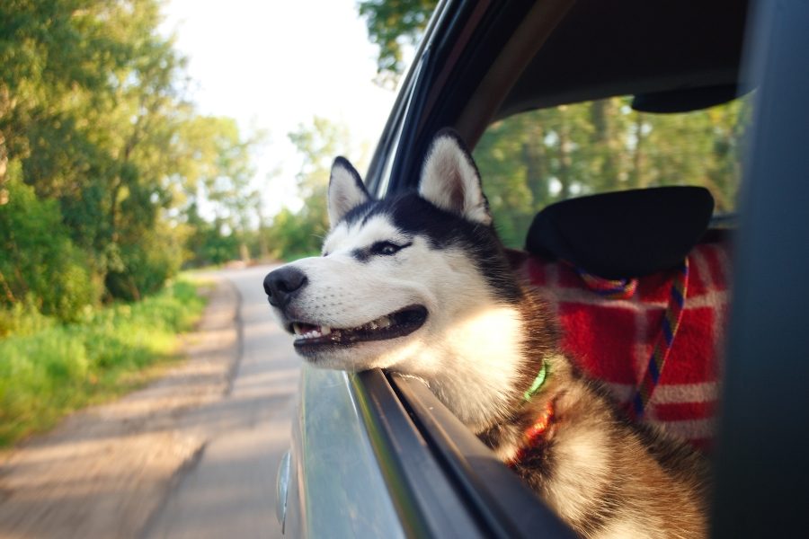 ferias com animais carro