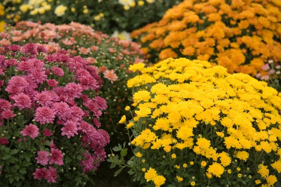 flores de outono crisântemos