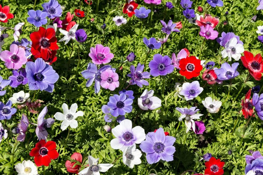 flores de primavera anémona