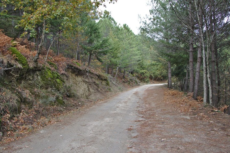 florestas em Portugal