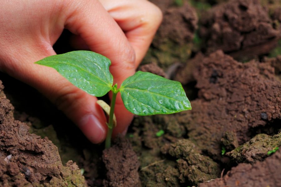 mudas de plantas como fazer