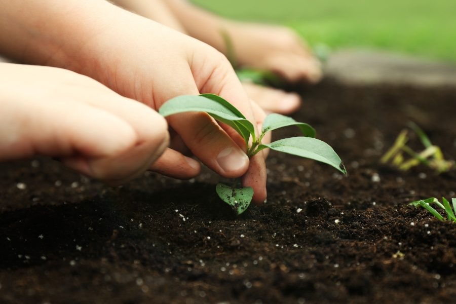 mudas de plantas vantagens